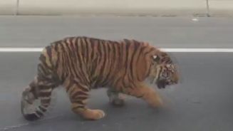 category Bemerkenswert