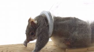 category Tiere