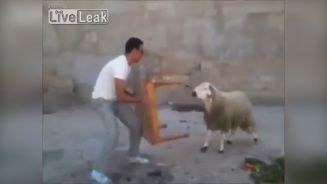 category Tiere