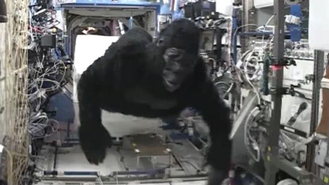 go to Gorilla im Weltall: Affe jagt Astronauten auf der ISS