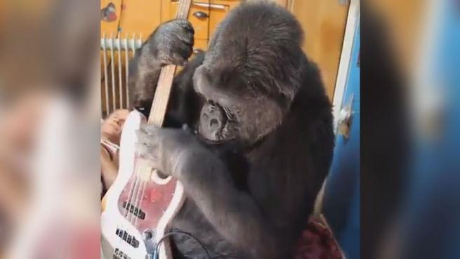 go to Musiker Flea ist begeistert: Gorilla spielt seinen Bass