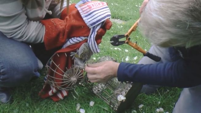 go to Gefangen: Eichhörnchen steckt im Vogelkäfig fest