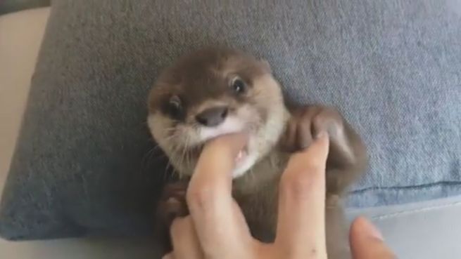 go to Tierisch süß: Baby-Otter wird von Menschen aufgepäppelt