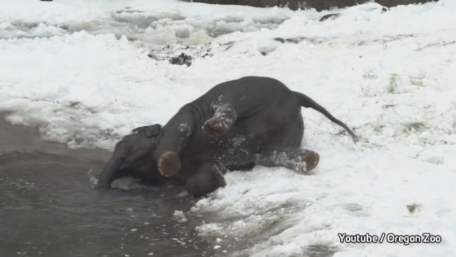 go to Eisiges Bad: Baby-Elefant flippt im Schnee völlig aus