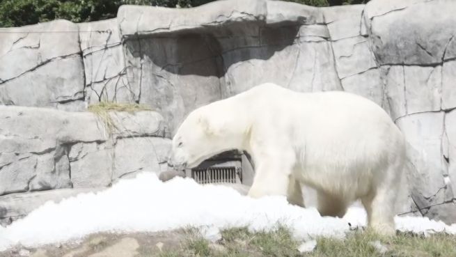 go to Erfrischung: Eisbären genießen eine Tonne Festival-Eis