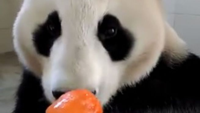 go to Gaumenschmaus: Panda lässt sich Eis am Stiel schmecken