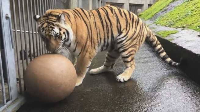 go to Kicken wie ein Profi: Fußballspielen hält Tiger jung