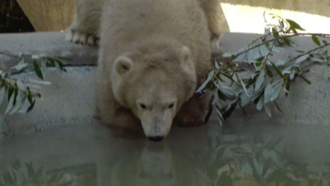 go to Von wegen Jetlag: Eisbär-Baby liebt sein neues Zuhause