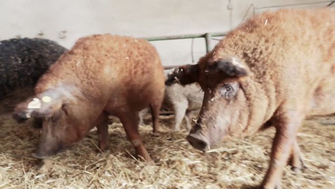go to Schweinerei: Darum erreicht Spanien nicht das Klimaziel