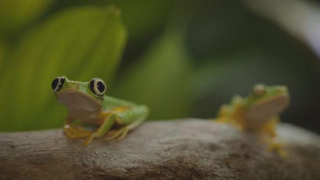 go to Frosch-Killer: Wissenschaft kämpft gegen Pilzerkrankung