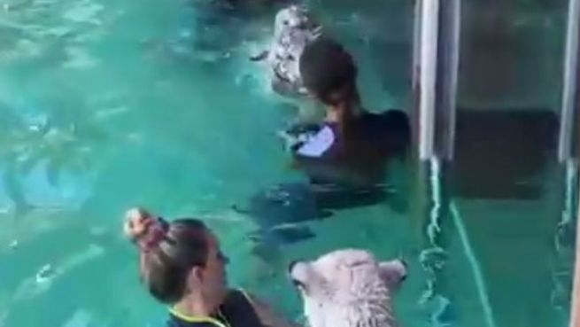 go to Lebensmüde? In diesem Park wird mit Tigern geschwommen
