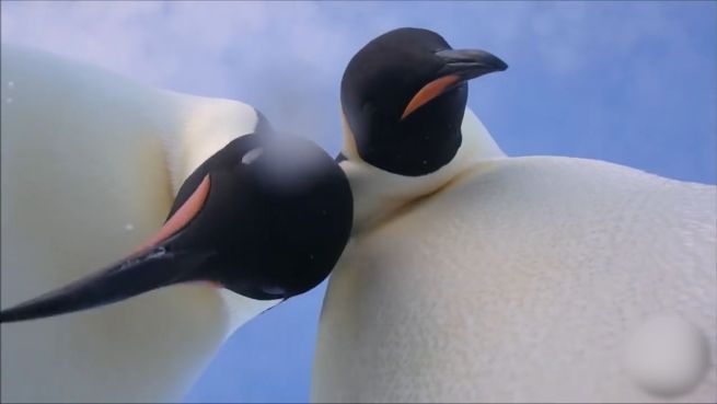 go to Eisiges Selfies: Pinguine entdecken GoPro