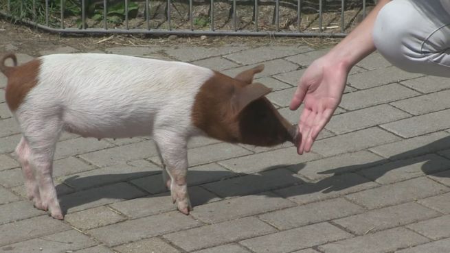 go to Zum Grunzen: Schweinischer Protest auf Fehmarn