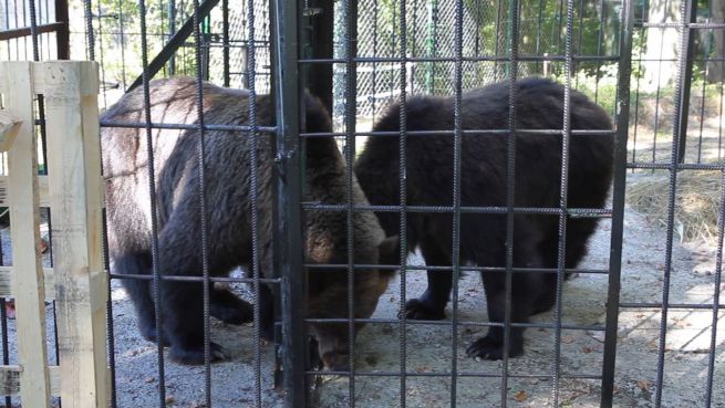 go to Horror-Zoo: Vernachlässigte Bären haben neues Zuhause
