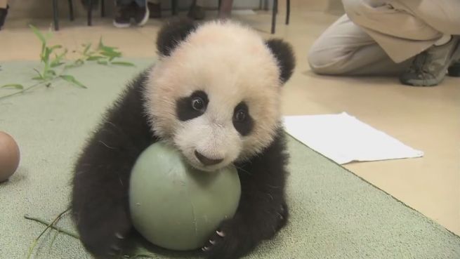 go to Zuckersüß: Panda-Baby beim Koordinationstest