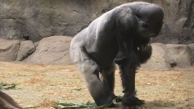 go to Überraschend gesund: Das alles frisst ein Gorilla