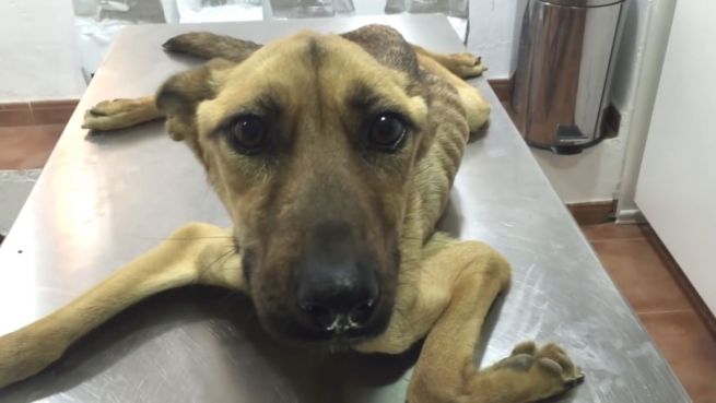 go to Unfassbar dünn: Hund 'Barilla' kehrt zurück ins Leben