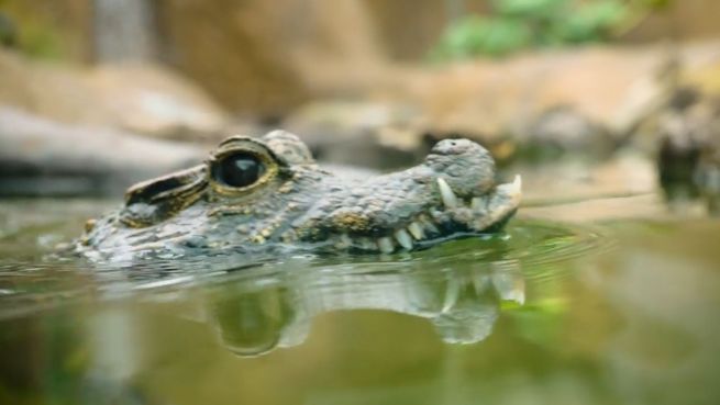 go to Neues Zuhause: Mini-Krokodil zieht um