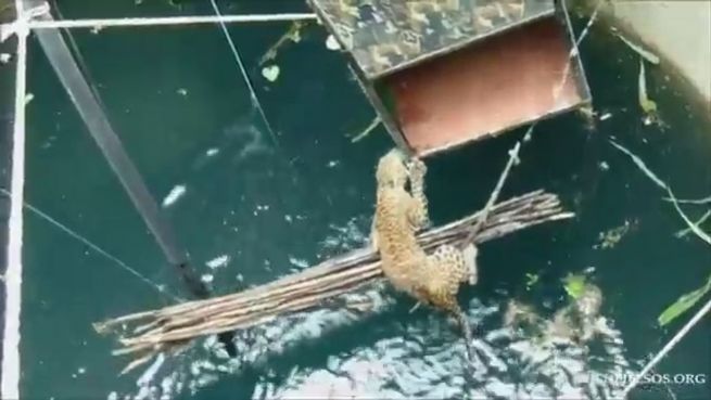 go to 18 Meter tief: Leoparden-Dame stürzt in Brunnen