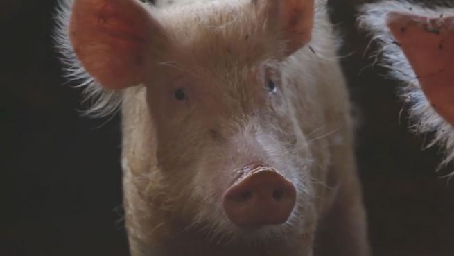 go to Müll-Slum in Kairo: Hier sorgen Schweine für Sauberkeit