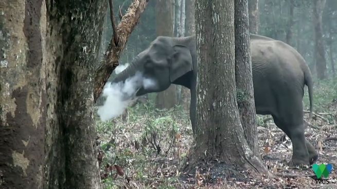 go to Griff zur Dschungel-Zigarette: Dieser Elefant raucht