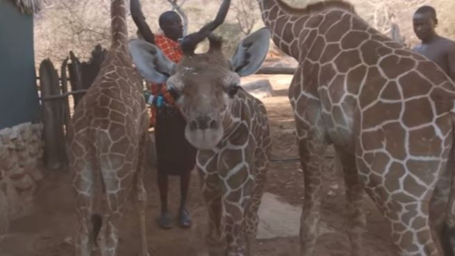 go to Auf Tuchfühlung mit Giraffen: Tierschutz in Kenia