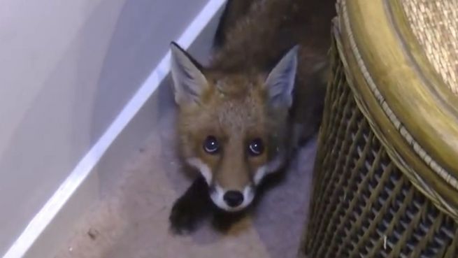 go to Ausgefuchste Rettung: Fuchs versteckt sich hinter Sofa