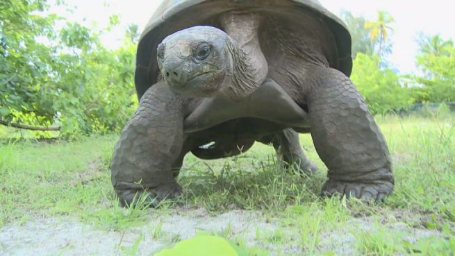 go to Ein Jahrhundert Seychellen: Big George liebt die Inseln