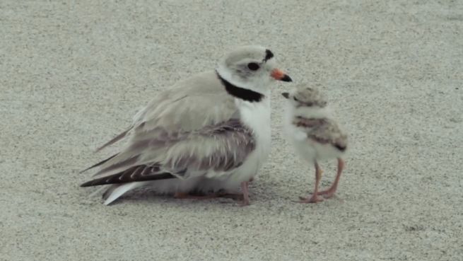 go to Das Boot ist voll: Vogelmama hat genug von ihren Küken