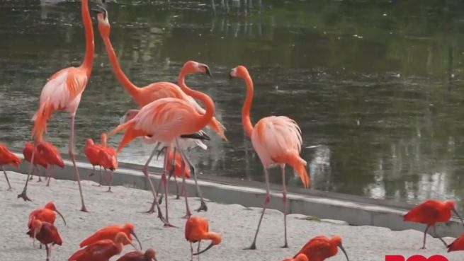 go to Rosa Nachwuchs: Neue Flamingos für Kopenhagen