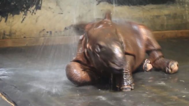 go to Dusche für den Dicken: Baby-Rhino liebt die Erfrischung