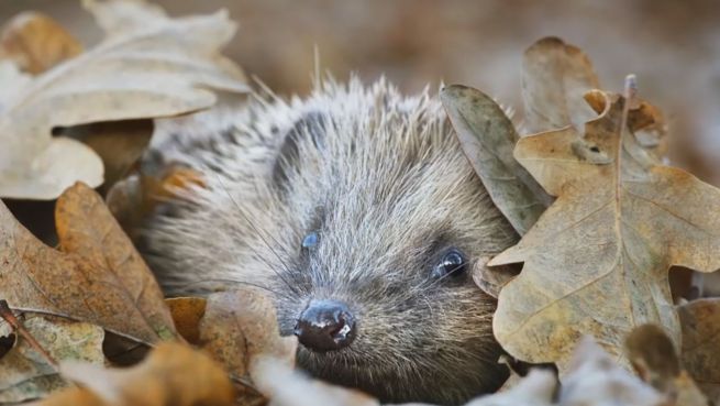 go to Gefahr für Tiere: Igel in der Fußball-Falle