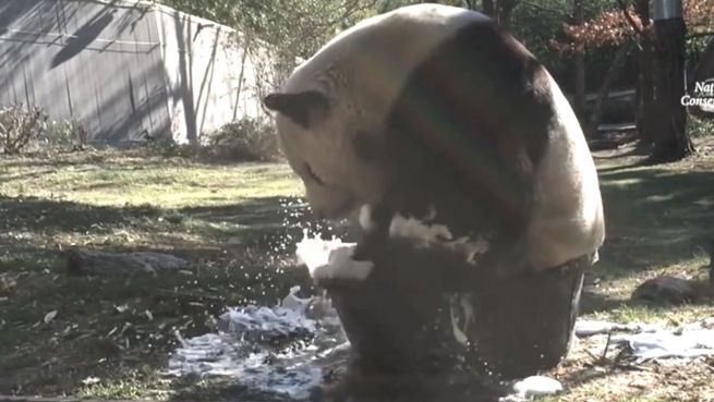 go to Süße Reinigung: Panda badet in Mini-Wanne