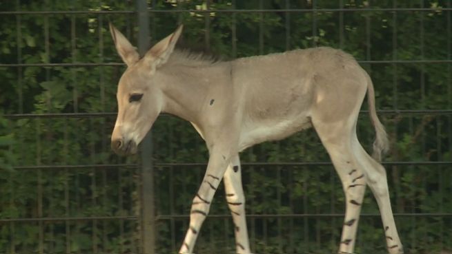 go to Stuttgart: Zotteliger Eselnachwuchs bereichert Zoo