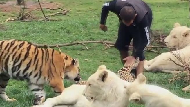 go to Heldenhaft: Tiger rettet Mann vor Leopard