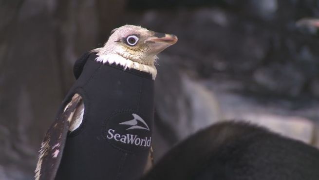 go to Zu fein? Dieser Pinguin schwimmt nur mit Taucheranzug