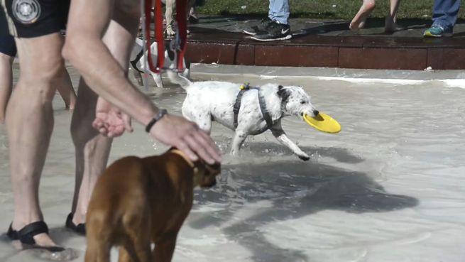 go to Hundebadetag: Spaß für Zwei- und Vierbeiner