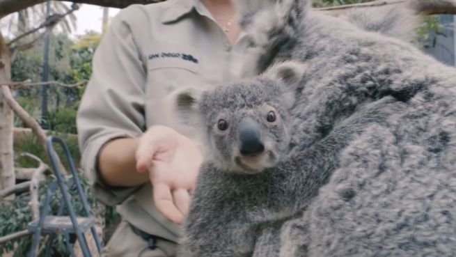 go to Putziges Beuteltier: Baby-Koala kommt zur Untersuchung