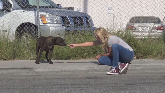 go to Fast verhungert: Hundedame bleibt totem Gefährten treu