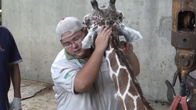 go to Tragisch: Uralt-Giraffe im Zoo von Taipeh gestorben