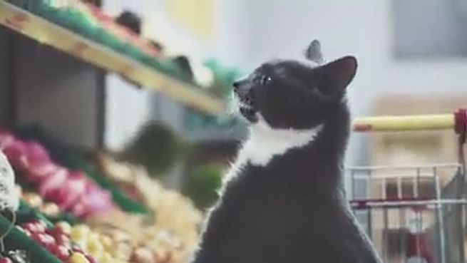 go to Schräge Supermarkt-Werbung: Katzen gehen einkaufen