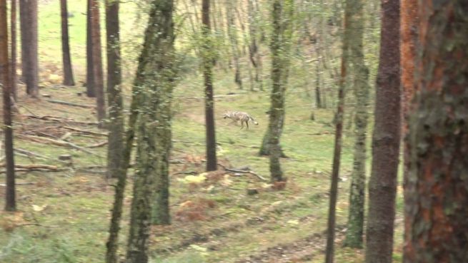 go to Wolf gesichtet: Gefährdetes Raubtier auf der Jagd